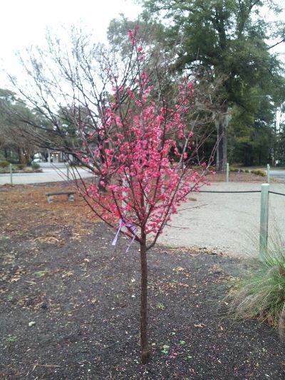 Kobai Japanese Flowering Apricot